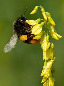 How do bumblebees fly?