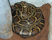 Albino Burmese Python