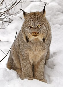 North American Lynx