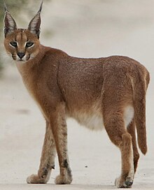 Caracal