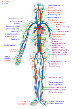 Cardiovascular System