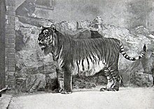 Caspian Tiger