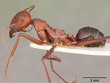 Silver Ant