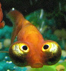 Celestial Eye Goldfish