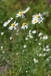 Chamomile Tea