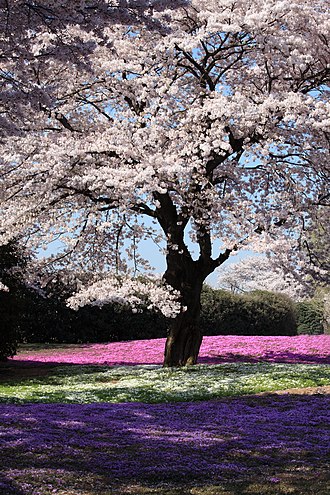 Cherry Blossom