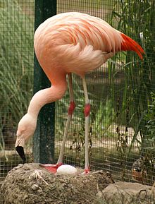 Chilean Flamingo