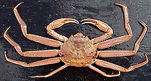 Alaskan Bairdi Crab