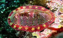 Chiton