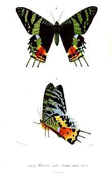 Madagascan Sunset Moth