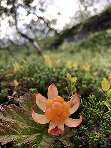 Arctic Berries