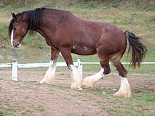 Clydesdale