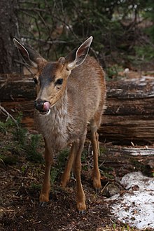 Blacktail Deer Hunting