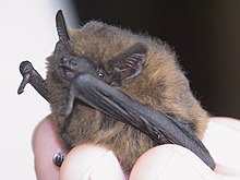 Common Pipistrelle