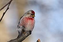 Common Redpoll