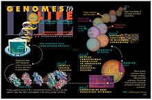 What are the limits of biological complexity?