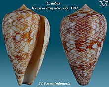 Cone Snail