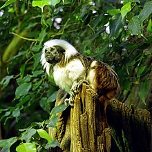 Cotton-top Tamarin