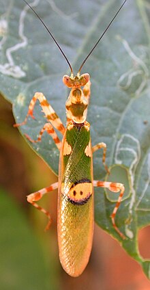 Jeweled Flower Mantis