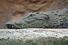 Crocodile Print