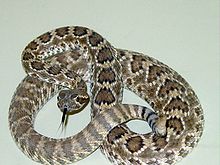 Mojave Green Rattlesnake