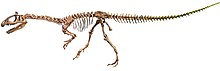 Cryolophosaurus