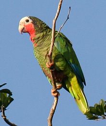 Cuban Parrot