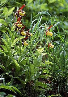 Cypripedium calceolus