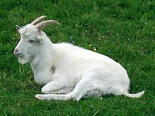 Danish Landrace Goat