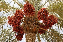 Date Palm