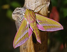 Elephant Hawk-Moth Caterpillar