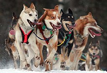 Dog Mushing