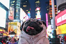 Doug the Pug