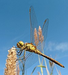 Dragonfly