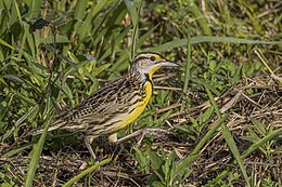 Eastern Meadowlark