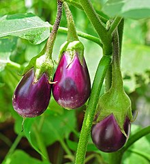 Eggplant