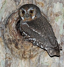 Elf Owl