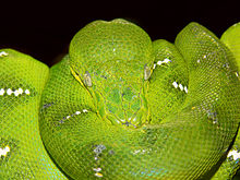 Emerald Tree Boa