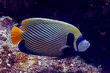 Emperor Angelfish