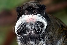 Emperor Tamarin