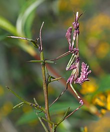 Conehead Mantis