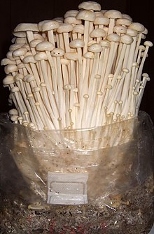 Enoki Mushroom