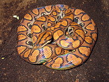 Brazilian Rainbow Boa