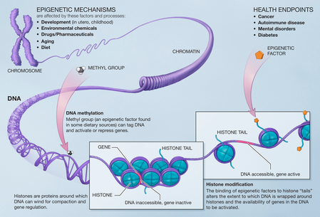 What are the mechanisms of epigenetic inheritance?