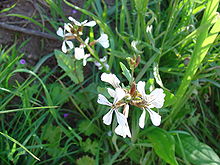 Arugula