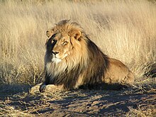 Ethiopian Lion