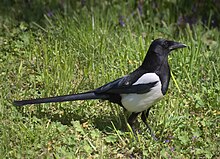 Magpie