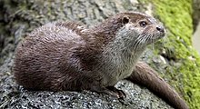 Eurasian Otter