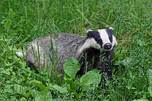 European Badger