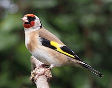 Goldfinch